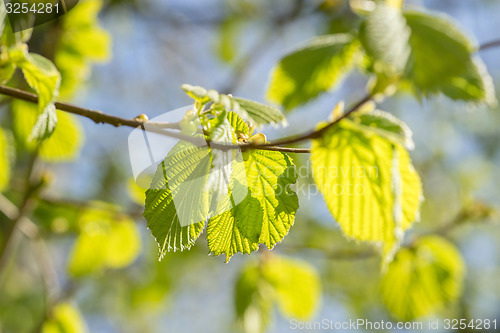 Image of Fresh green beech leaves