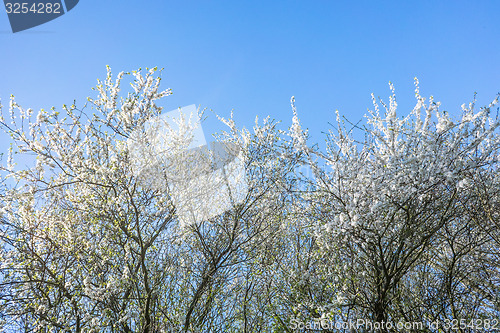 Image of Prunus Cerasifera tree in the spring