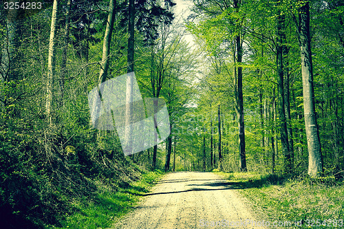 Image of Road in the forest at springtime