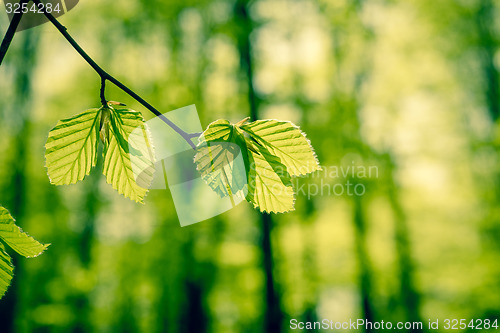 Image of Forest with beech leaves
