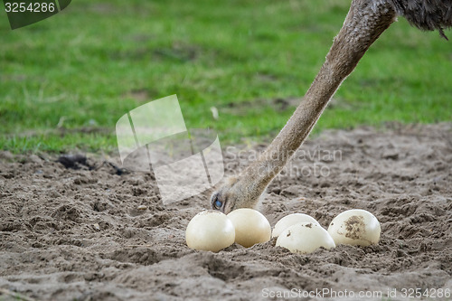 Image of Ostrich looking at it\'s eggs