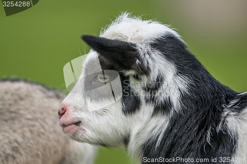 Image of Goat kid head close-up