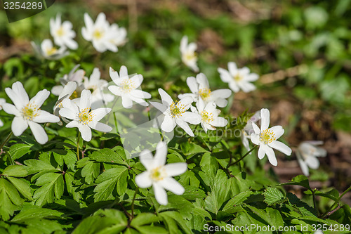 Image of Anemone flowers in a forest