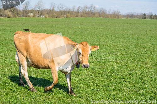 Image of Jersey cow walking on grass