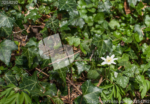 Image of Anemone flower with ivy