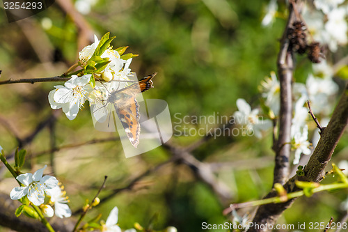 Image of Butterfly on a white flower