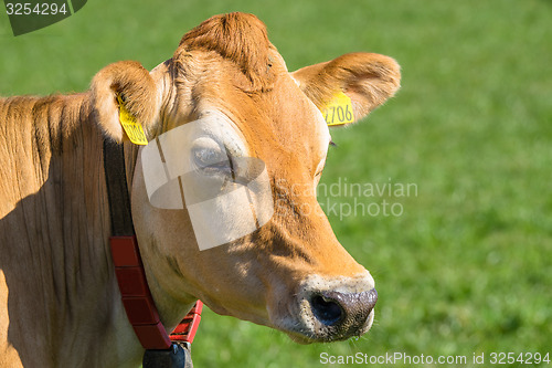 Image of Close-up of a Jersey cow