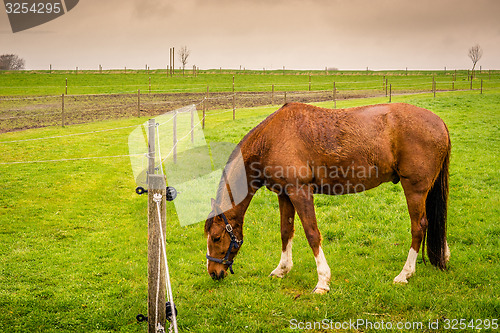 Image of Horse eating green grass