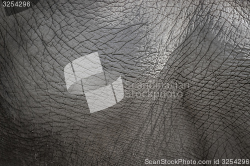 Image of Elephant skin background in grey color