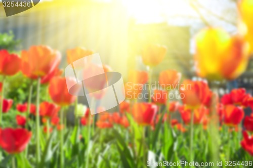 Image of tulips 