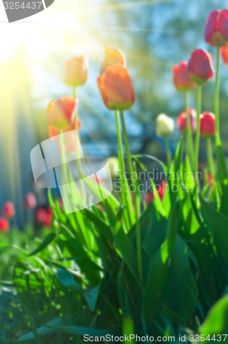 Image of tulips 