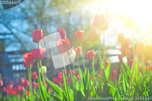 Image of tulips 
