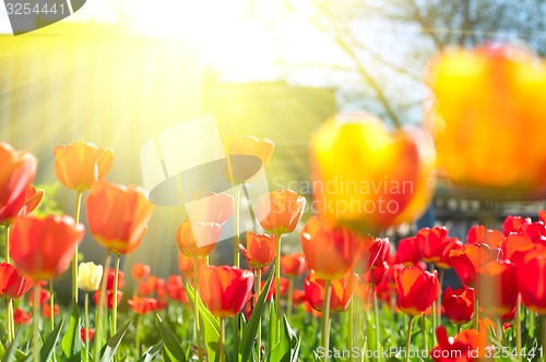 Image of tulips 