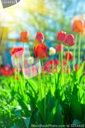 Image of tulips 