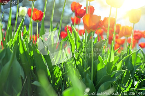 Image of tulips 