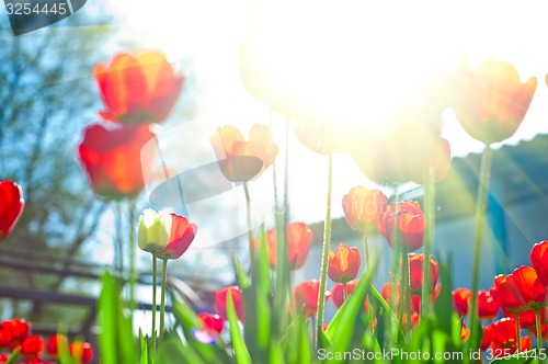 Image of tulips 