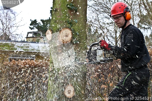 Image of Woodcutter with chainsaw in action in denmark 