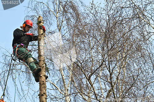 Image of Woodcutter closeup in action in denmark 