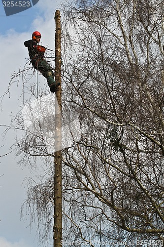 Image of Woodcutter closeup in action in denmark 