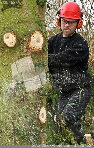 Image of Woodcutter with chainsaw in action in denmark 