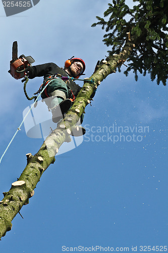 Image of Woodcutter in action in a tree in denmark 