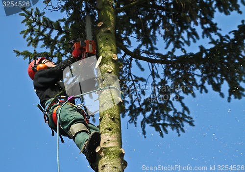 Image of Woodcutter in action in a tree in denmark 