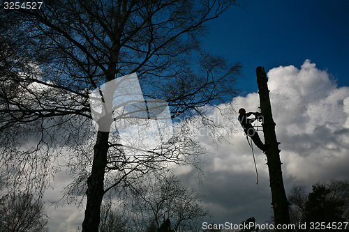 Image of Woodcutter silhouette on the top of a tree in action in denmark 