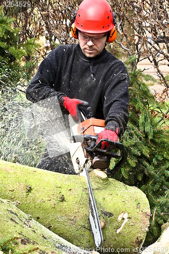 Image of Woodcutter with chainsaw in action in denmark 