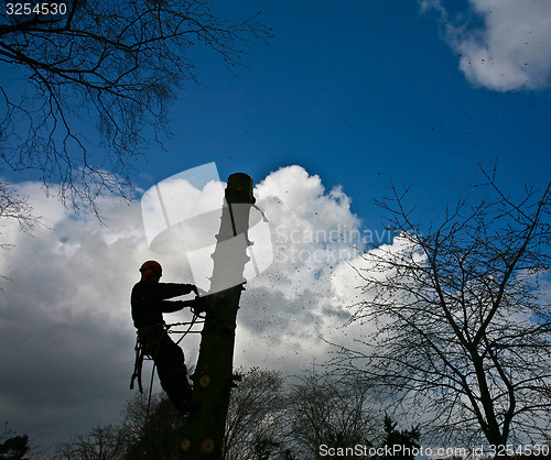 Image of Woodcutter silhouette on the top of a tree in action in denmark 