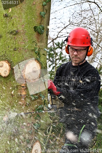 Image of Woodcutter with chainsaw in action in denmark 