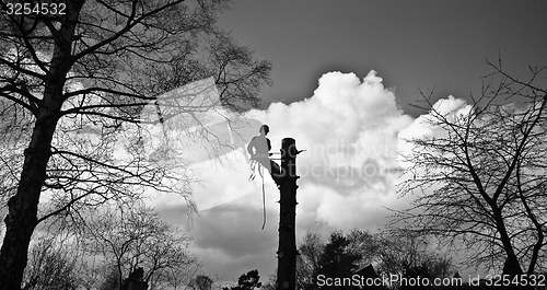 Image of Woodcutter silhouette on the top of a tree in action in denmark 