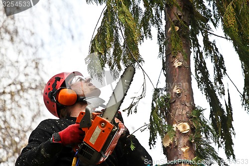 Image of Woodcutter in action in denmark 