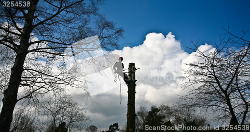 Image of Woodcutter silhouette on the top of a tree in action in denmark 