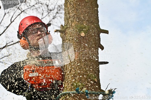 Image of Woodcutter closeup in action in denmark 