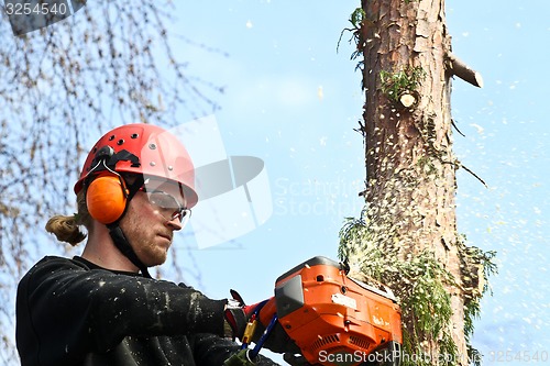 Image of Woodcutter in action in denmark 