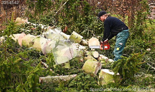 Image of Woodcutter in action on the ground with chainsaw in denmark 