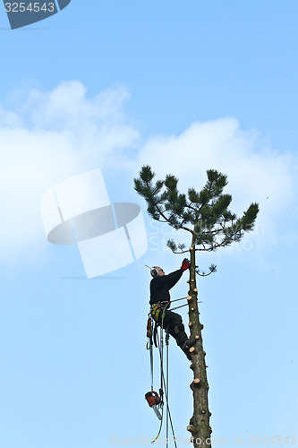 Image of Woodcutter in action in a tree in denmark 