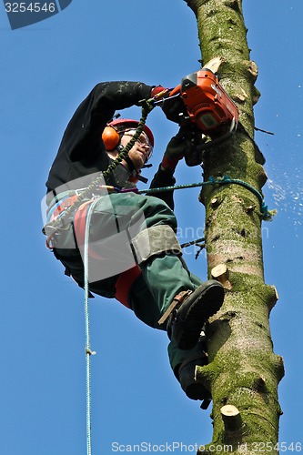 Image of Woodcutter in action in a tree in denmark 