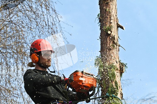 Image of Woodcutter in action in denmark 