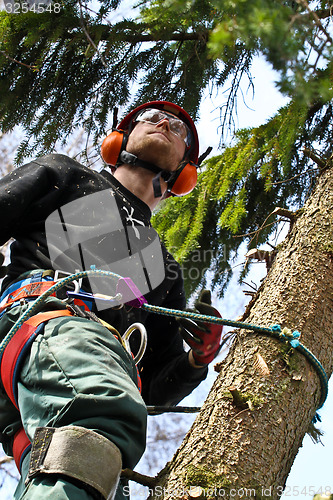 Image of Woodcutter closeup in action in denmark 