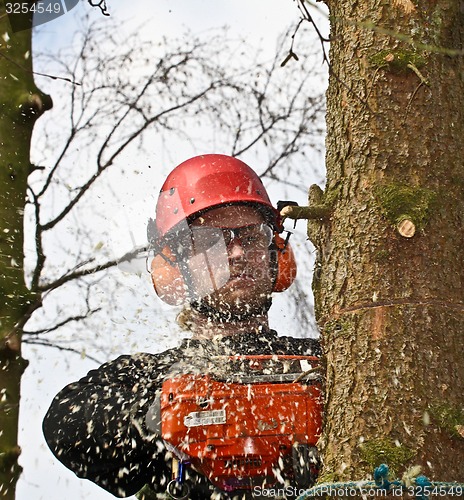Image of Woodcutter closeup in action in denmark 
