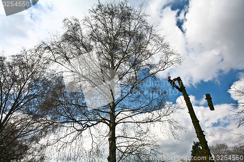 Image of Woodcutter silhouette on the top of a tree in action in denmark 