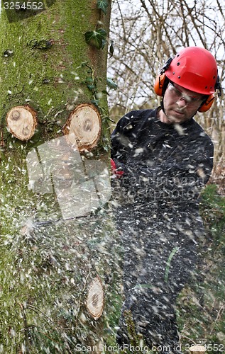 Image of Woodcutter with chainsaw in action in denmark 