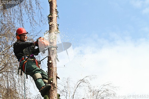 Image of Woodcutter in action in denmark 