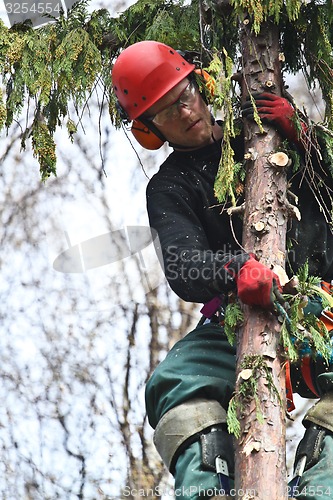 Image of Woodcutter in action in denmark 