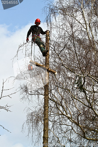 Image of Woodcutter closeup in action in denmark 