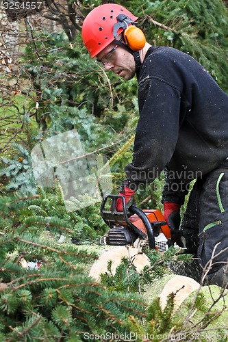 Image of Woodcutter with chainsaw in action in denmark 