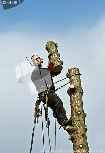 Image of Woodcutter in action in a tree in denmark 