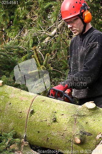 Image of Woodcutter with chainsaw in action in denmark 