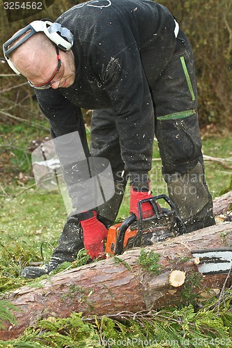 Image of Woodcutter with chainsaw in action in denmark 